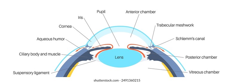 The posterior chamber, trabecular meshwork, and eye drainage. Crucial role in removing intraocular fluid. Intraocular pressure. Eye health concept, glaucoma treatment research vector illustration