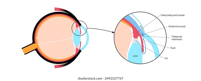 The posterior chamber, trabecular meshwork, and eye drainage. Crucial role in removing intraocular fluid. Intraocular pressure. Eye health concept, glaucoma treatment research vector illustration