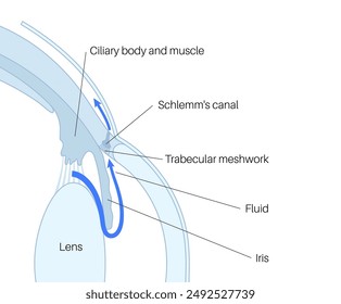 The posterior chamber, trabecular meshwork, and eye drainage. Crucial role in removing intraocular fluid. Intraocular pressure. Eye health concept, glaucoma treatment research vector illustration