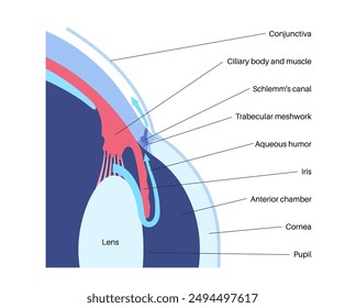 The posterior chamber, trabecular meshwork, and eye drainage. Crucial role in removing intraocular fluid. Intraocular pressure. Eye health concept, glaucoma treatment research vector illustration