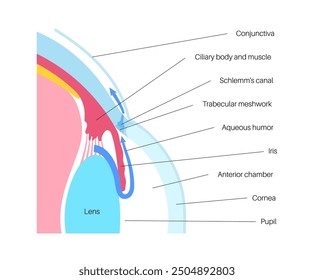 The posterior chamber, trabecular meshwork, and eye drainage. Crucial role in removing intraocular fluid. Intraocular pressure. Eye health concept, glaucoma treatment research vector illustration