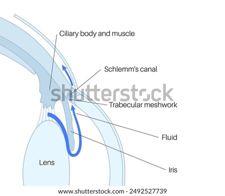 The posterior chamber, trabecular meshwork, and eye drainage. Crucial role in removing intraocular fluid. Intraocular pressure. Eye health concept, glaucoma treatment research vector illustration