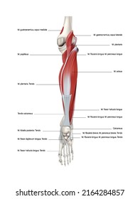 Posterior group of muscles of the lower leg, rear view. Vector 3D illustration