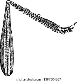 La Pierna posterior de un insecto de salto tiene muy desarrollada la ilustración de la línea vintage de patas traseras o la ilustración de grabado.