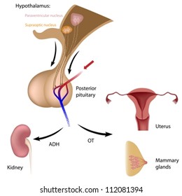 Posterior pituitary hormone functions