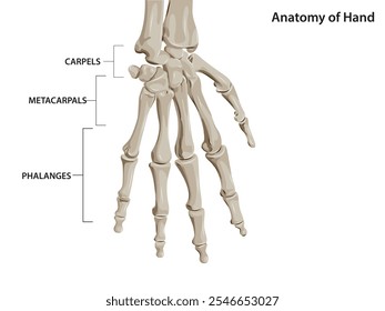 Imagem de vista posterior dos bones, da mão com classificação. Anatomia da mão. Estrutura óssea da mão. Ilustração vetorial.