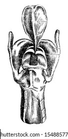 Posterior View of the Larynx showing Laryngeal Cartilages, vintage engraved illustration. Usual Medicine Dictionary by Dr Labarthe - 1885