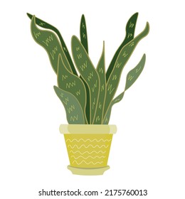 Pot with beautiful sansevieria plant on white background