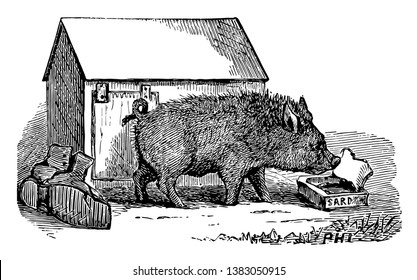 Pot Bellied Pig Exonym Lon Vintage Stock Vector Royalty Free