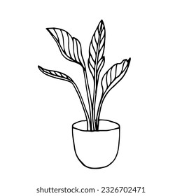 A Pot with Birds of paradise plant. Indoor plant. Hand drawn. Doodle illustration. Design element