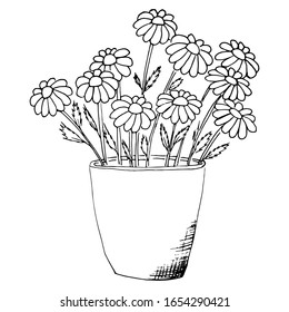 Pot with blooming daisies. Sketch drawing with a bouquet of flowers.