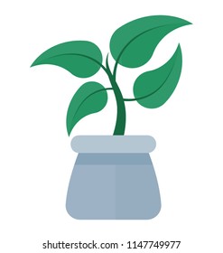 
A pot with flat shaped leaves depicting devils ivy 
