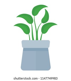 
A pot with flat shaped leaves depicting devils ivy 
