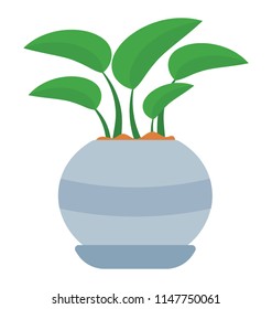 
A pot with flat shaped leaves depicting devils ivy 
