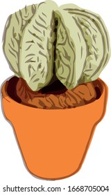 Pot Flower Cactus 10 Reductor
