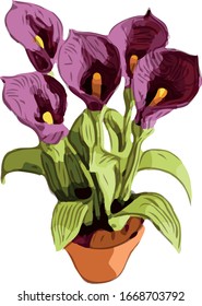 Calla de flor de cacerola - Reductor