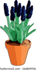 Pot Flower Grape Hyacinth Reductor