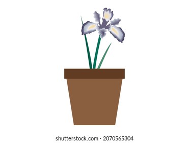 Olla con flor de fondo blanco.
