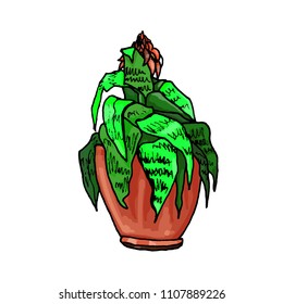 The pot. Flowers in a pot. Homemade flowers.  is called the "tree of happiness". Types of indoor palm trees