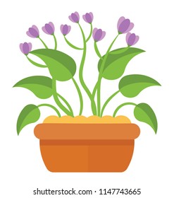 
A pot with flowery plant beautifying purpose, african violet 
