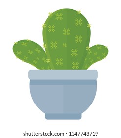 
A pot having flat shape leaves, indoor prickly pear 
