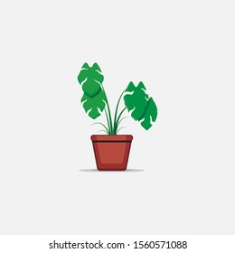 Pot House Plant Leaf Nature