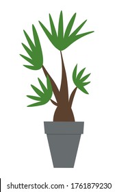 Pot with houseplant isolated at white background. Vector flowerpot of decorative green plant with long leaves in ceramic pot. Indoor plant concept of domestic greenery. Icon for home interior plant