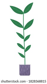 Pot with houseplant isolated at white background. Vector flowerpot of decorative green plant with long leaves in ceramic pot. Indoor plant concept of domestic greenery. Icon for home interior plant
