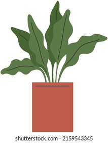 Pot with houseplant isolated at white background. Vector flowerpot of decorative green plant with long leaves in ceramic pot. Indoor plant concept of domestic greenery. Icon for home interior plant