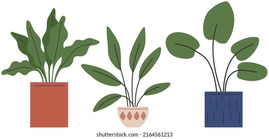 Pot with houseplant isolated at white background. Vector flowerpot of decorative green plant with long leaves in ceramic pot. Indoor plant concept of domestic greenery. Icon for home interior plant