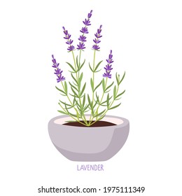 Pot lavender bush. Lavender plant isolated. Vector flat grass lavender Illustration. For label, packaging, card. Healing and cosmetics herb. Medical plant. For natural and organic products.