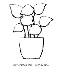 pot with leafs house plant
