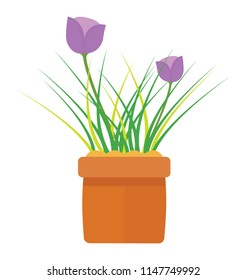 
A pot with long thin leaves and small flowers on it, potted tulip 
