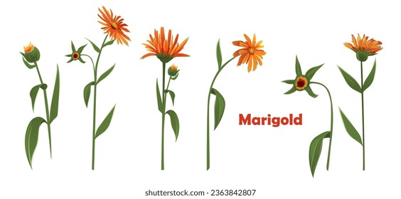 Pot marigold (Calendula officinalis), set of flowers with leaves. Horizontal autumn's border, panoramic view, realistic illustration in watercolor style on white background, vector
