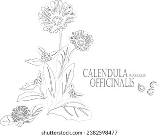 Pot marigold, English marigold vector contour. Calendula officinalis plant outline. Set of Calendula seeds, flowers, leafs in Line for pharmaceuticals. Contour drawing of medicinal herbs