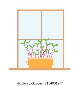 Ein Topf aus Mikrogrün befindet sich am Fenster. Mikrogrün auf dem Fensterbrett. Vektorgrafik von Sprossen.