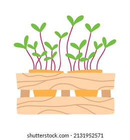  Pot of microgreens. Microgreens peas, radish, onion, arugula. sunflower, beets and others. Vector illustration isolated on white background. Drawn style.