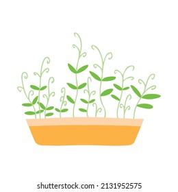 Pot of microgreens. Microgreens peas, radish, onion, arugula. sunflower, beets and others. Vector illustration isolated on white background. Drawn style.