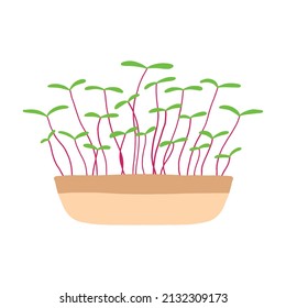  Pot of microgreens. Microgreens peas, radish, onion, arugula. sunflower, beets and others. Vector illustration isolated on white background. Drawn style.
