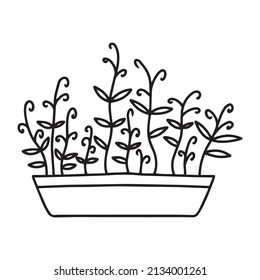  Pot of microgreens. Microgreens peas, radish, onion, arugula. sunflower, beets and others. Vector illustration isolated on white background. Doodle style.