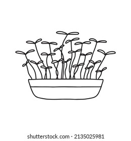  Pot of microgreens. Microgreens peas, radish, onion, arugula. sunflower, beets and others. Vector illustration isolated on white background. Doodle style.