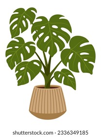 Pot with monstera plant. Isolated cartoon vector large, tropical green flower with glossy, heart-shaped leaves featuring distinctive natural splits. Adds a touch of exotic beauty to home or office