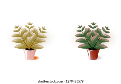 pot plant in a brilliant pot