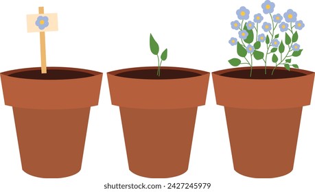 Pot plant life cycle isolated in white background. Flower pot plant life cycle with seeds growth