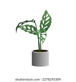 Pot plant of Monstera Obliqua Peru isolated on white background, vector illustration.