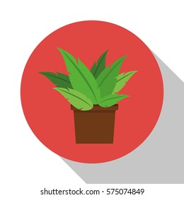 pot plant nature green shadow