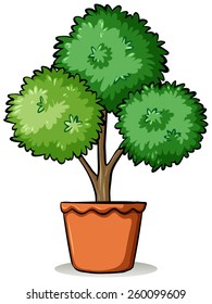 Pot with a plant on a white background