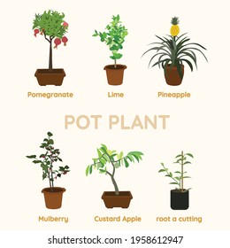 pot plant set with fruit pomegranate lime pineapple mulberry and custard apple vector premium