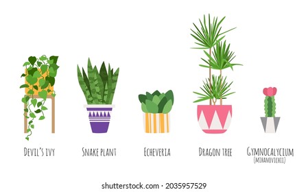 Pot plant set. Vector illustration. Home trees. Different plants in flat style - echeveria, cactus, dracena, epipremnum, sansevieria. Elements for illustration or infographic in magazine, web-site.