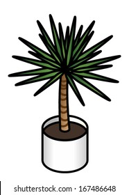 Pot plant: a yucca.